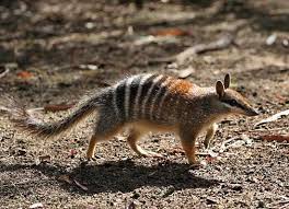 Dryandra Woodland National Park Welcomes New Zoo-bred Numbats