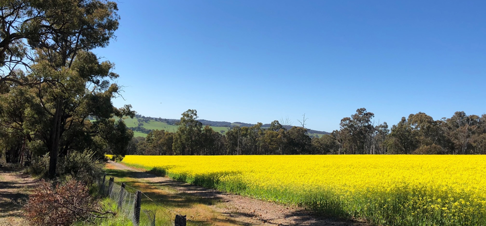 Home » Shire of Wandering